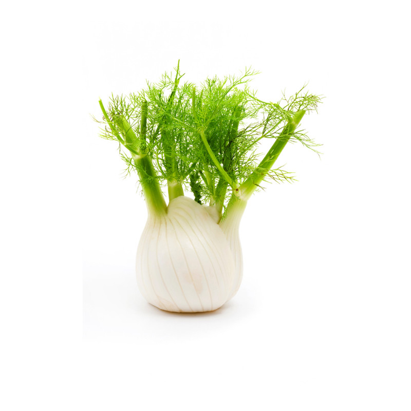 Fennel