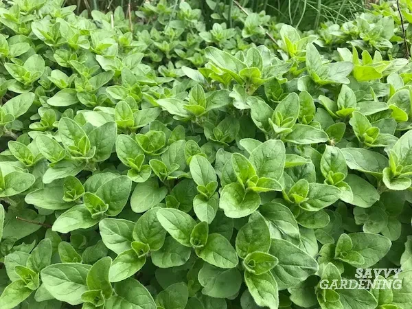 Fresh Oregano punnet