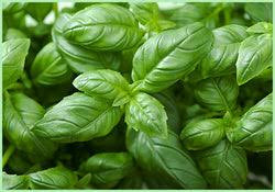 Basil (x6)