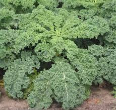 Kale box (x10 bunches)