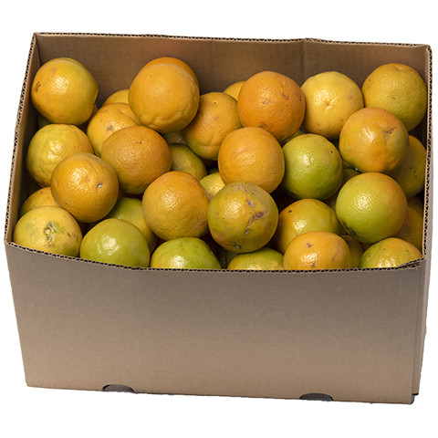 Orange valencia  10kg box